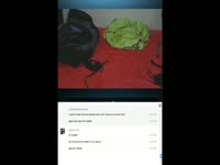 Latin slut vomits and slaps herself